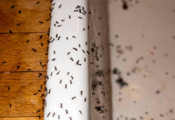 Best Exterminator Services  in Garnett, KS