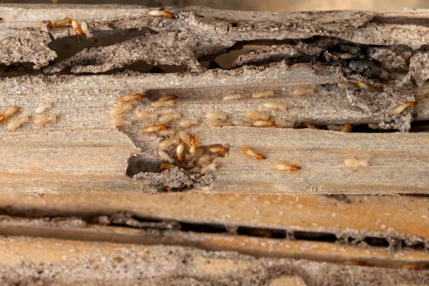 Best Local Pest Control Services  in Garnett, KS